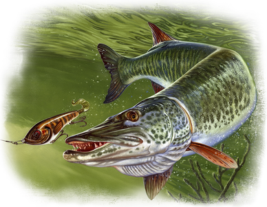 Muskie Baby Bodysuit
