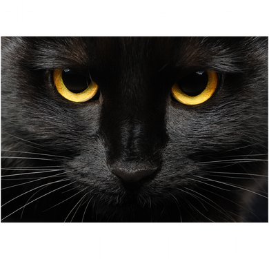 Hello Darkness My Old Friend Cat Hat