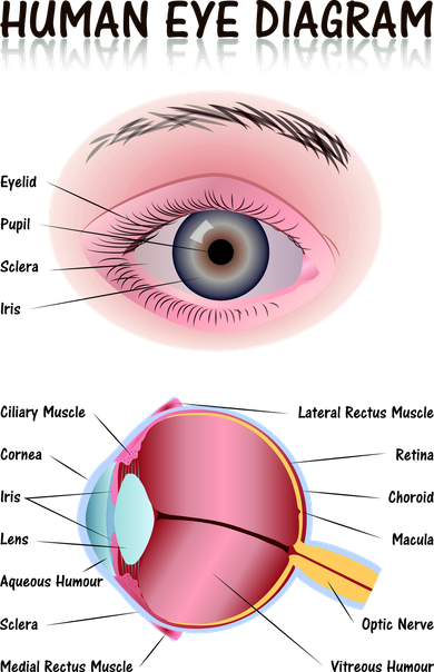 Human Eye Diagram Coaster