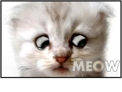 Funny I'm Not A Cat Zoom Lawyer Cat Meme Sweatshirt
