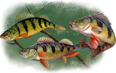 Perch Wild Life Fish Hat