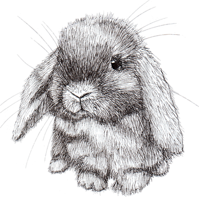 Lop Eared Bunny Rabbit Sketch Gift For Mens Womens Childrens Bucket Hat