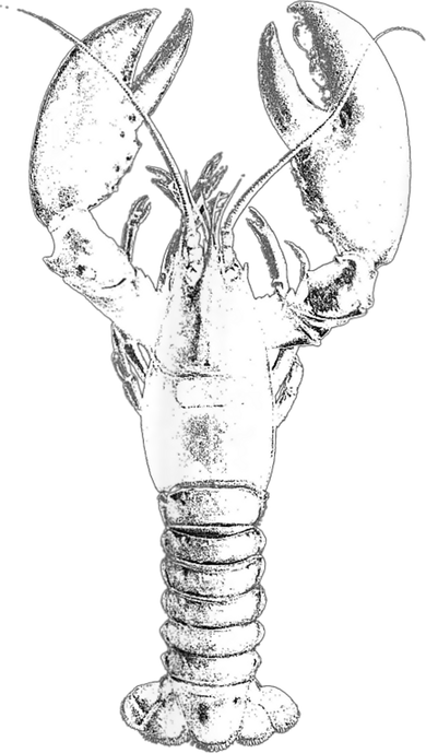 Large Maine Lobster in White Tee Doddie Hoodie