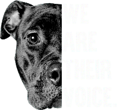 Love Pitbull We Are Their Voice Gift Women's Sweatshirt