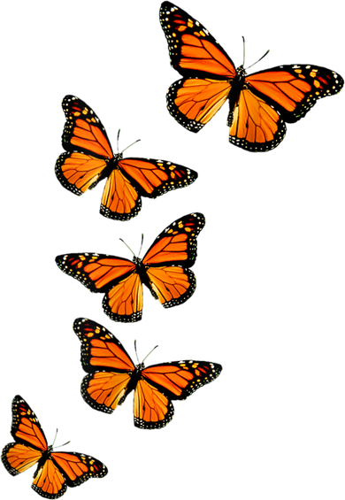 Monarch Butterflies Inspirational Entomologists Kids Hoodie