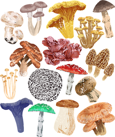 Mushroom Classification Types Mycology For Shroom Hunter Hat