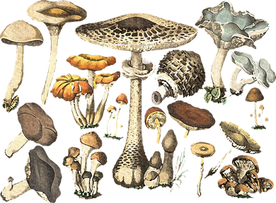 Mushroom Mycology Fungi Foraging Mushroom Whisperer Bucket Hat