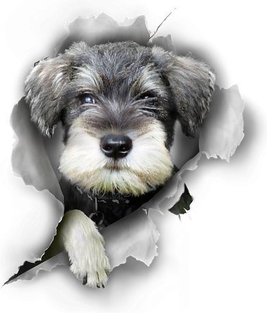 Mini Schnauzer Miniature Schnauzer Funny Schnauzer 11oz C Handle Ceramic Mug