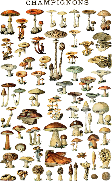 Mushroom  Vintage Mushroom Illustration Morel Hunter Kids T-Shirt