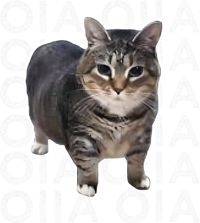 Oia Cat Meme I Wake Up Engage In Tomfoolery Oiia Cat Spinnin Button