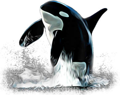Orca Motif Whale Predator Animals Design Beanie