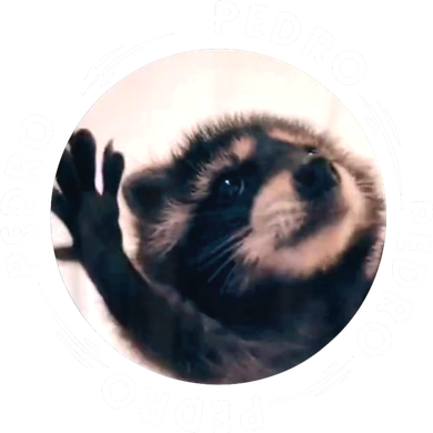 Pedro Dancing Raccoon Pedro Pedro Dancing Raccoon Meme Bucket Hat