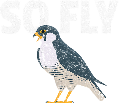 Peregrine Falcon Bird Birdwatcher Vintage Women's T-Shirt