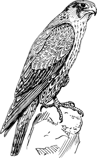 Peregrine Falcon Ornithology Falconer Bird Lover Women's Tank Top