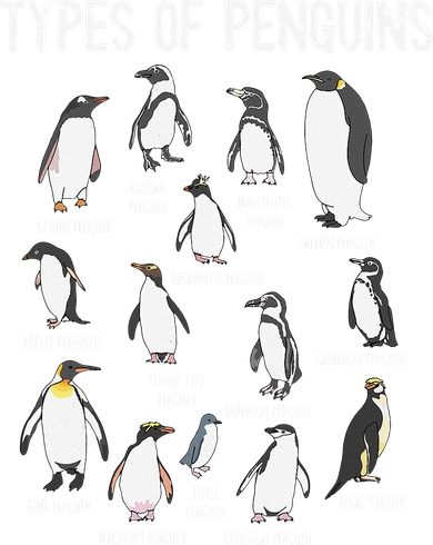 Penguin Lover Penguins Of The World Types Of Penguins Toddler Sweatshirt