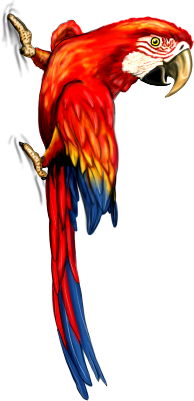 Parrot On Wall Tumbler