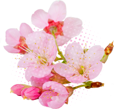 Pink Springtime Cherry Blossoms Sakura Toddler T-Shirt