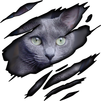 Russian Blue Cat In Me Design Catdesign Purebred Cat Gift Button