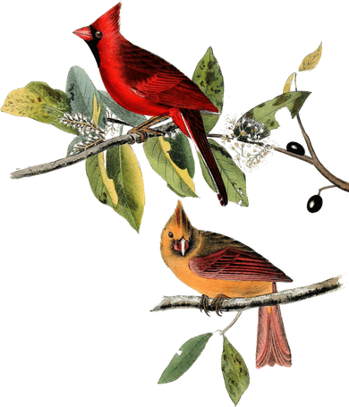 Red Cardinal Bird Male Female Gift For Cardinal Bird Lovers Gift Baby Bodysuit