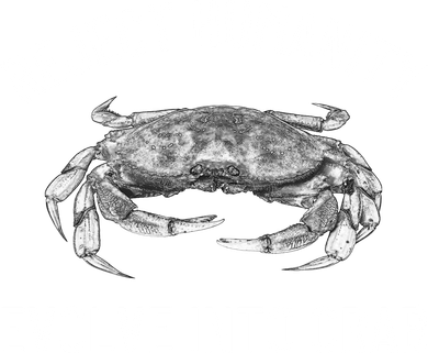 Reject Humanity Evolve Into Crab Apron