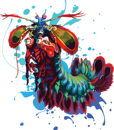 Rainbow Peacock Mantis Shrimp Toddler Hoodie