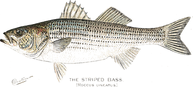 Striped Bass Fishing Toddler Hoodie