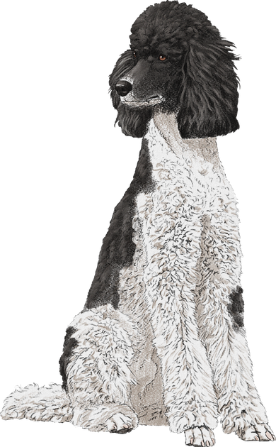 Sitting Dog Poodle Bucket Hat