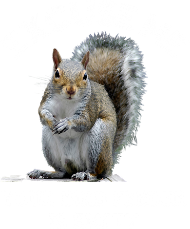Squirrel Excuse To Me Your Bird Feeder Is Empty Cute Saying Button