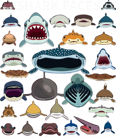 Shark Faces Type Of Shark Shark Faces Of All Kinds Coaster