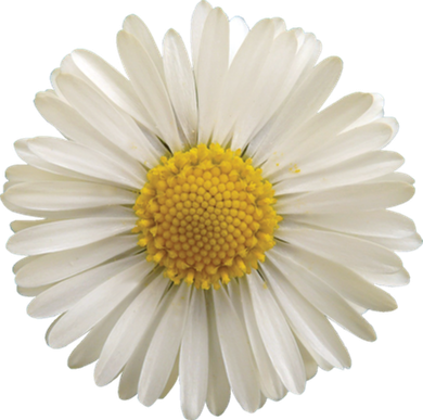 White Daisy Toddler T-Shirt