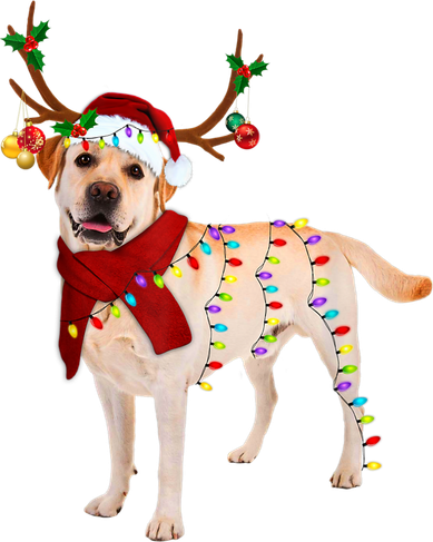 Santa Labrador Retriever Reindeer Light Christmas T Women's Sweatshirt