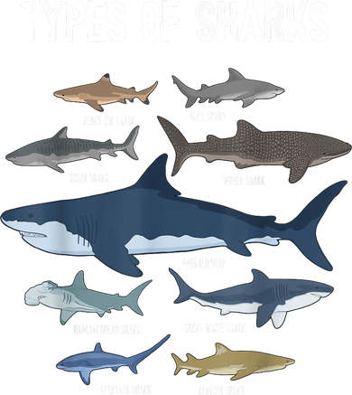 Shark Lover Types Of Sharks Kinds Of Sharks Shark Baby Bodysuit