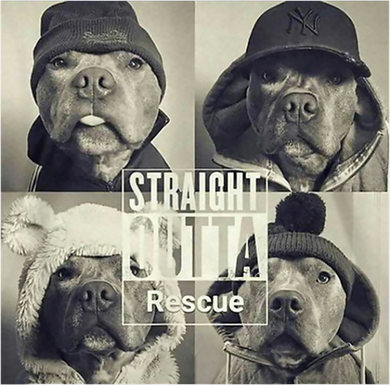 Straight Outta Rescue Pitbull Hat