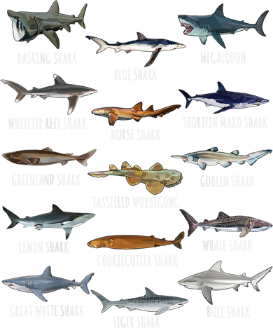 Shark Species Biology Different Types Of Sharks Pajama Set