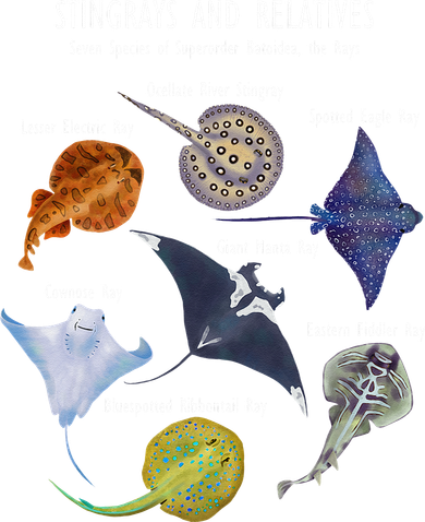 Stingray Species Manta Ray River Stingray And More Doggie Tank