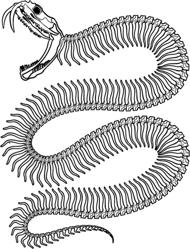 Snake Skeleton Reptile Python Cobra Herpetologist T-Shirt