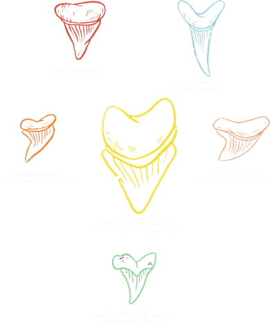 Shark Teeth Shark Tooth Types Shark Teeth Collector Button