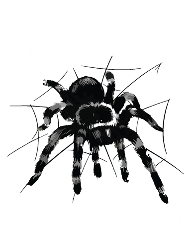 Tarantula Arthropod Spider Phobia Big Bugs Tarantula Spider Button