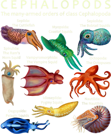 The Cephalopod: Octopus, Squid, Cuttlefish, And Nautilus Women's Sweatshirt