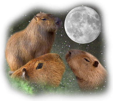 Three Moon Capybaras Cute Gift Funny Cute Animal Parody Tee Toddler T-Shirt
