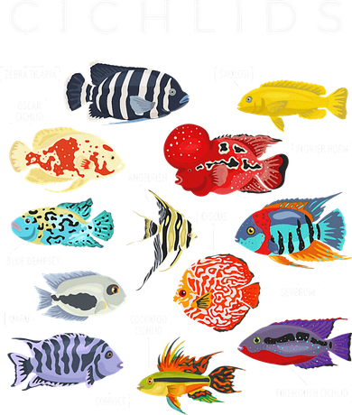 Types Of Cichlid Fish Species Cichlids Aquarium Coaster