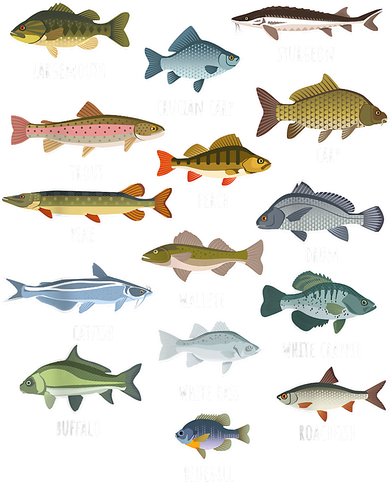 Types Of Freshwater Fish Species Fishing Shirt Fishing Merch New Fishing Costume Toddler Hoodie