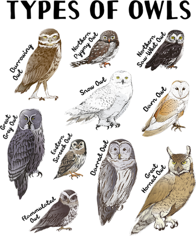 Types Of Owls Educational Collection Cute Owl Lover Women's Tank Top