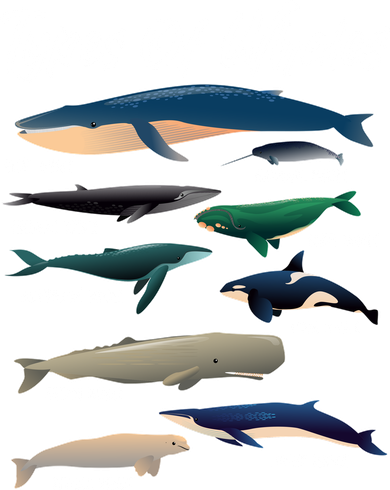 Types Of Whales Toddler Long Sleeve