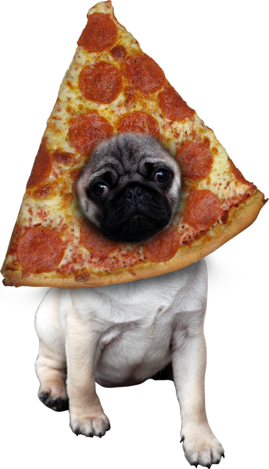 Pizza Pug Dog Hat