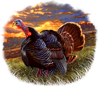 The Sunrise Turkey Coaster