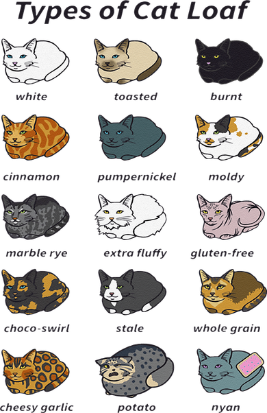 The Types of Cat Loaf Funny Animal Pet Owner Women's T-Shirt