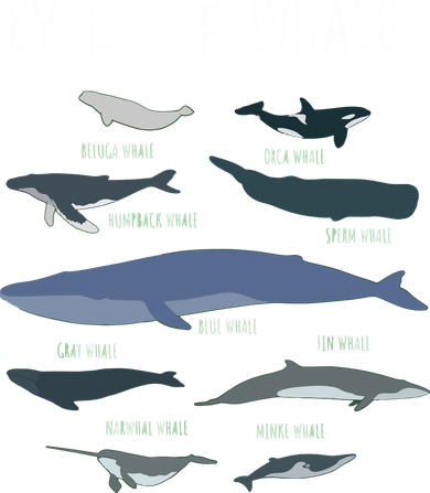 Whale Lover , Whale Lover Gift, Types Of Whales Toddler T-Shirt
