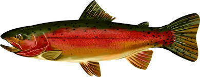 Wildlife - Rainbow Trout Side Tank Top