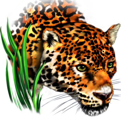 Wildlife Big Face Jaguar In Grass Portrait Coaster